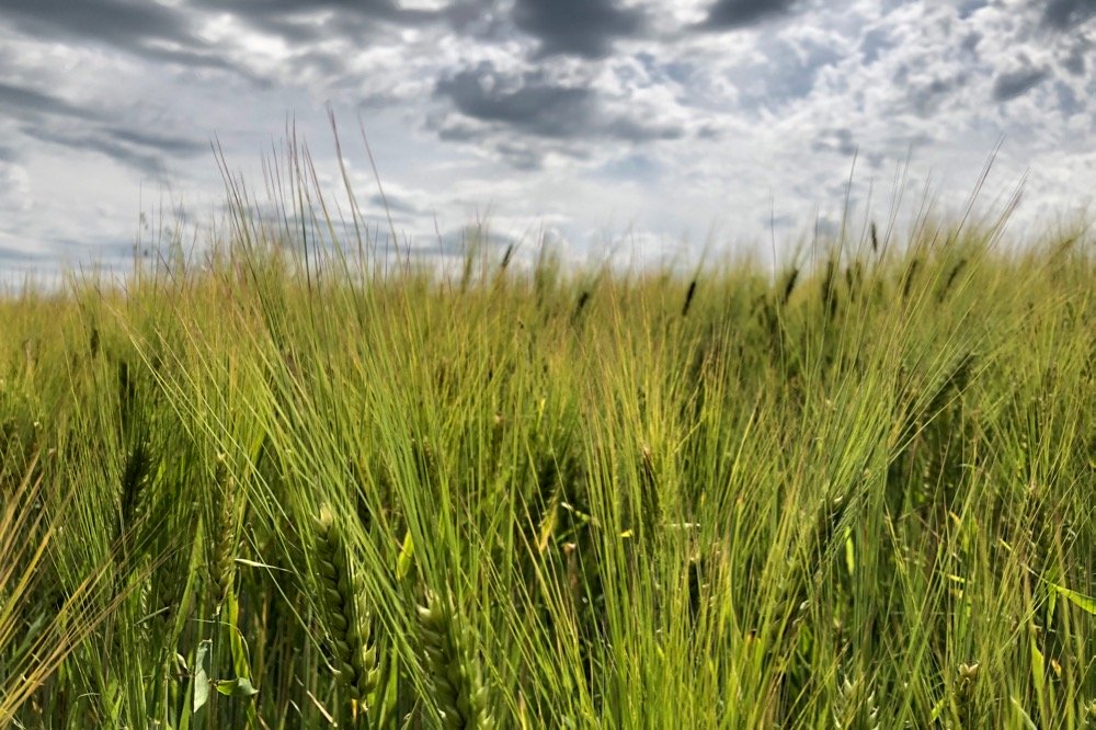 Barley south of Ethelton, Sask. on July 30, 2019. (Dave Bedard photo)
