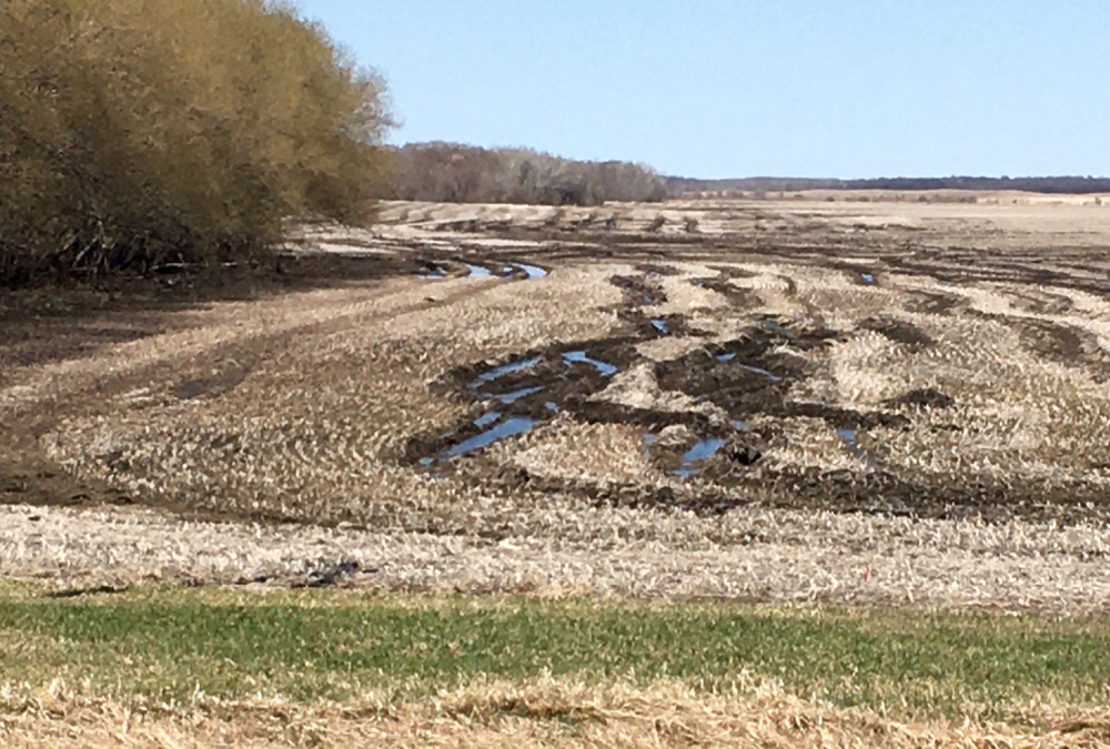 Seeding season is underway, but many producers are facing fields like this one near Somerset.