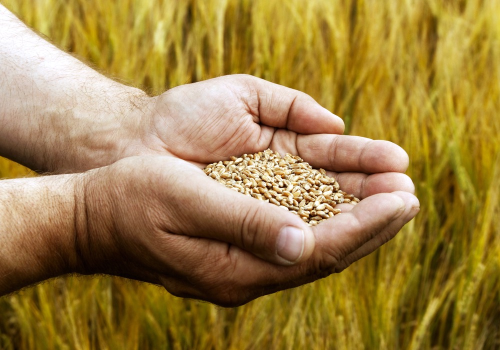“If something goes through these rigorous procedures... and a year later it’s being grown somewhere else, that’s a problem.” – Todd Hyra, SeCan