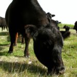 Pastures have yet to find a spring boost, and as a result, there hasn't been much grass for grazing.