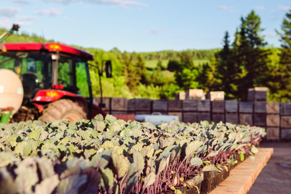 A flat of young vegetable plant seedlings outside of a greenhouse, waiting to be transplanted, at a farm in rural New Brunswick
