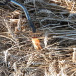 PHOTOS: Harvest up in smoke