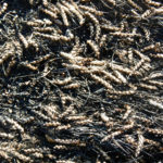 PHOTOS: Harvest up in smoke