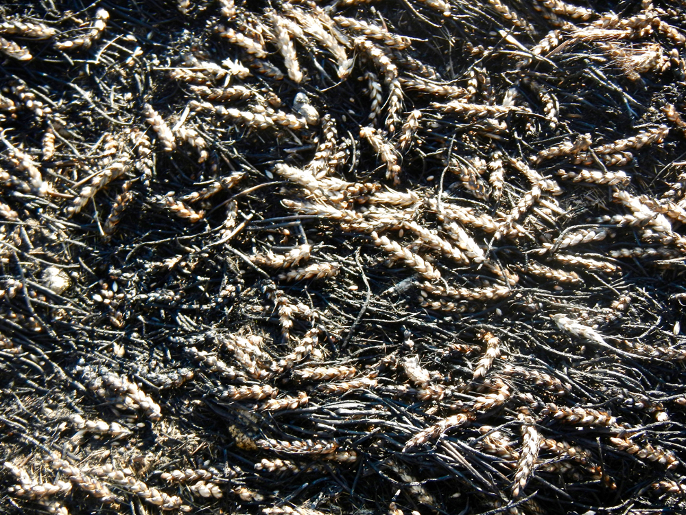 PHOTOS: Harvest up in smoke