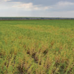 Slow spring increases root rot risk