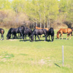Having enough room for ‘a horse to be a horse’ is one of the best investments you can make in horse care.