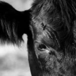 According to the Canadian Cattlemen’s Association, AgriStability does not work for its members.