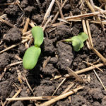 One might suspect the wilted sunflower seeding on the right was damaged by frost May 30, but Anastasia Kubinec, Manitoba Agriculture and Resource Development's (MARD) manager of crop industry development, says a cutworm was the culprit. She says farmers should be checking their fields for more than frost damage right now.