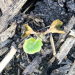The frost that hit much of agro-Manitoba May 30 only caused light damage for the most part but it's one more stress along with growing flea beetle feeding in canola, cutworms in various crops, packed soils and hot dry winds. This frost damaged canola seedling was photographed near Starbuck May 31.