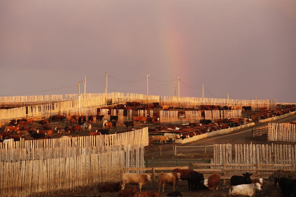 (Photo courtesy Canada Beef Inc.)
