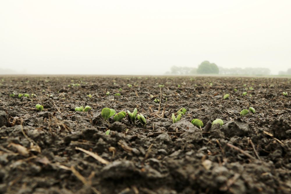 Emergence in an Ontario soybean field. (File photo by John Greig)
