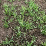 A few rye fields may have struggled to break through cement-like seed beds, thanks to wet planting in 2019 and dry weather this spring opening up furrows and hardening sidewalls.