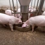 Canada’s pork sector has been hard hit by processing bottlenecks and market free fall due to COVID-19.
