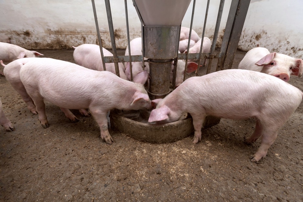 Canada’s pork sector has been hard hit by processing bottlenecks and market free fall due to COVID-19.