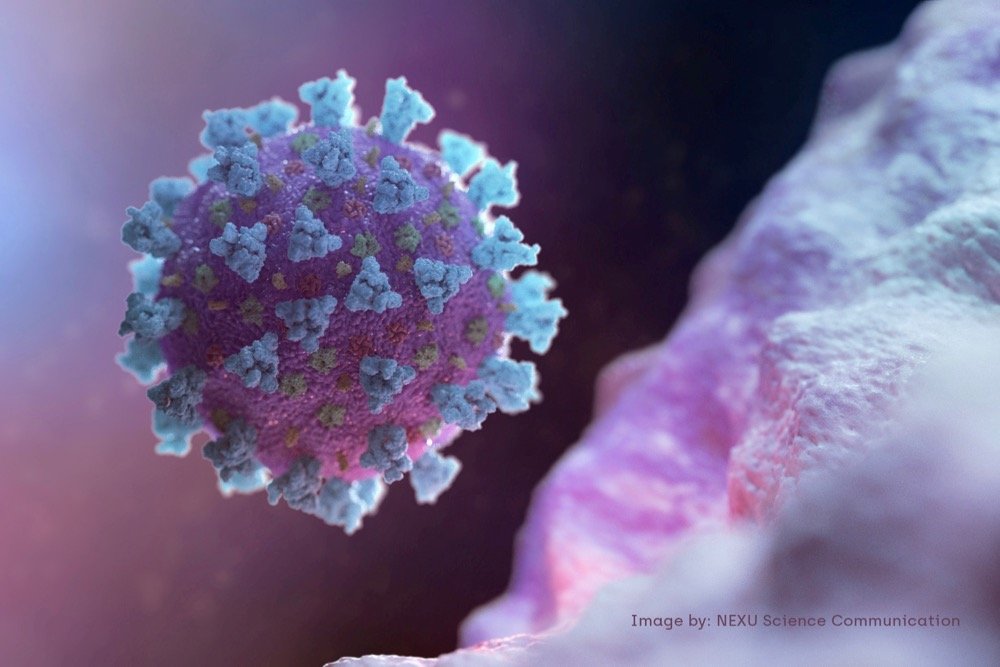 An image created by Nexu Science Communication, together with Trinity College in Dublin, shows a model structurally representative of a betacoronavirus, the type of virus linked to COVID-19. (Nexu Science Communication via Reuters)