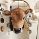 Clanman cows munch on feed made of an 11-variety polycrop, including turnips and a few different types of clover.