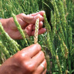 Alberta opts for education over regulation of fusarium head blight