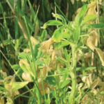 Fields near St. Laurent show frost damage after cold temperatures May 30.