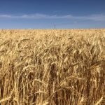 Opinion: ‘Canadian grain — it won’t hurt you’