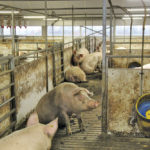 Manitoba’s pork sector continues to grapple with many questions and few answers as it navigates the ‘new normal.’
