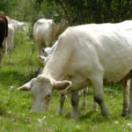 In pastures identified as having flukes in the past, treating in the fall with a flukicide would be a good management approach.