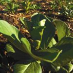 Some Manitoba growers in the past expressed interested in growing fava beans but struggled to find a market to sell them. With this announcement, that difficulty will likely fade away.
