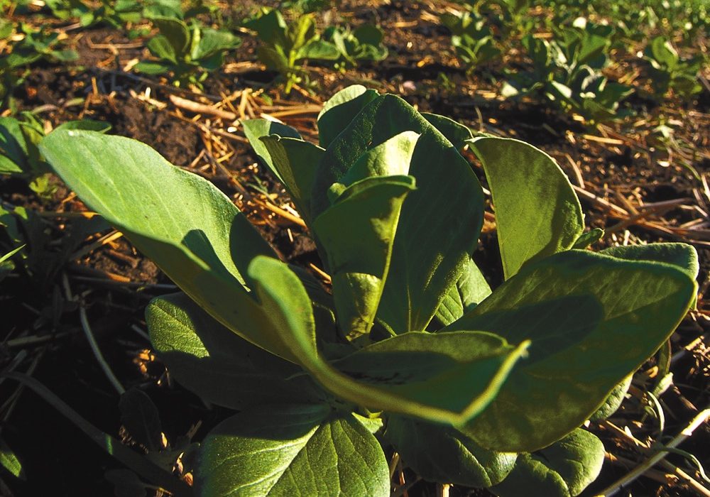 Some Manitoba growers in the past expressed interested in growing fava beans but struggled to find a market to sell them. With this announcement, that difficulty will likely fade away. 