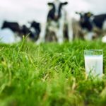 As domestic demand for milk and some other dairy products drops, so will the number of farms and processing plants.