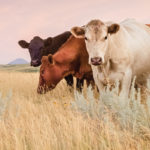 The last few cattle are still headed to pasture as the market takes its annual break.