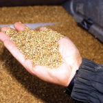 Grain delivery declarations will look the same to farmers but they’re now a legal requirement by the Canadian Grain Commission.