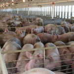 Pork producers have long been underwhelmed by the available price insurance and their lack of participation reflects that.
