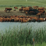 Cattle try to avoid heat stress by
standing in a slough.