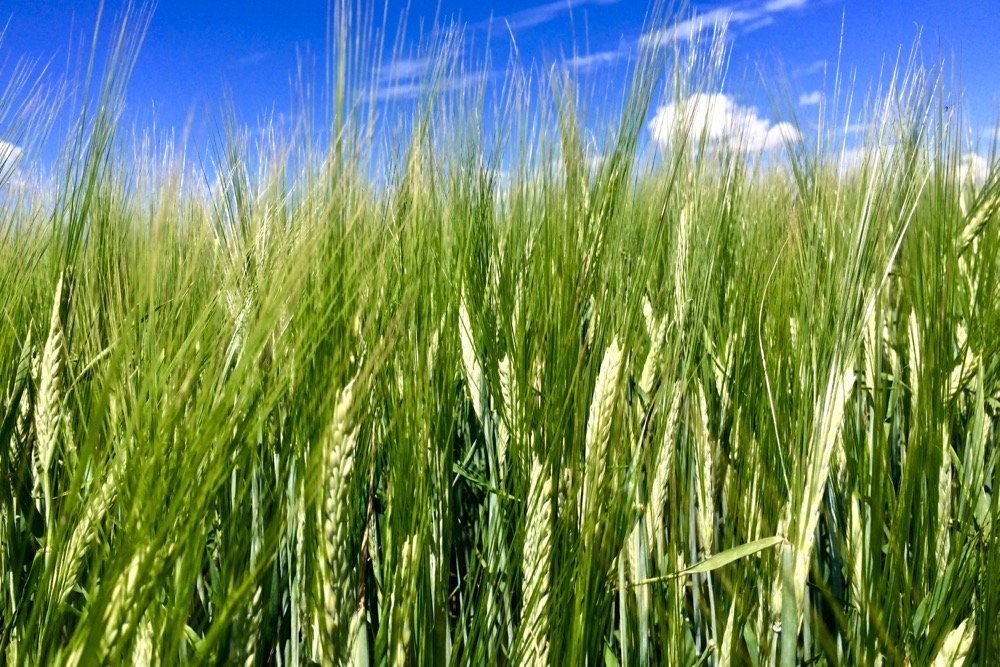 Barley south of Ethelton, Sask. in early August 2017. (File photo by Dave Bedard)
