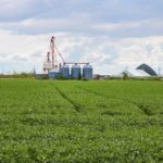 File photo of a green soybean crop south of Winnipeg. (Dougall_Photography/iStock/Getty Images)
