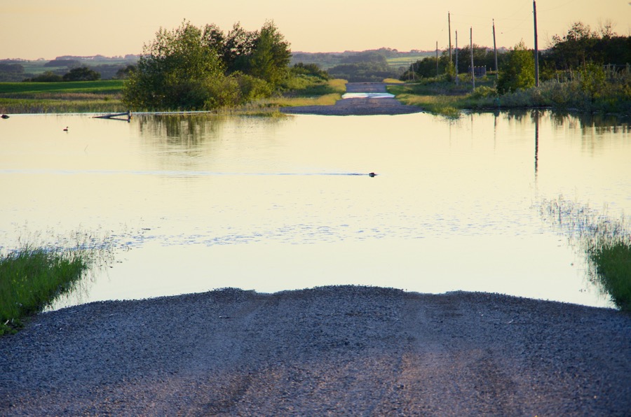 Local wildlife takes advantage of the sudden increase in water between Rapid City and Rivers July 1.