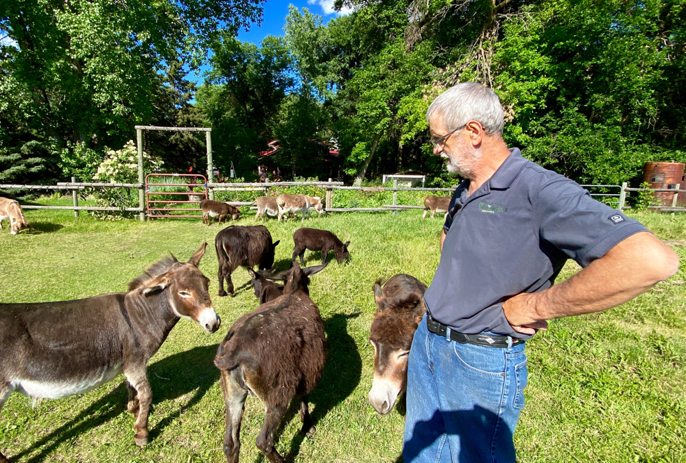 Francois Labelle, seen here with his miniature donkeys, says the grain industry was the source of a long and interesting career for him.