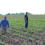 Canola stubble pokes out of the hills in Chad Berry’s direct-seeded potato demonstration.