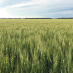 Now that the crop is in the ground, and StatsCan has confirmed at about the expected acreage, it’s all down to yields.