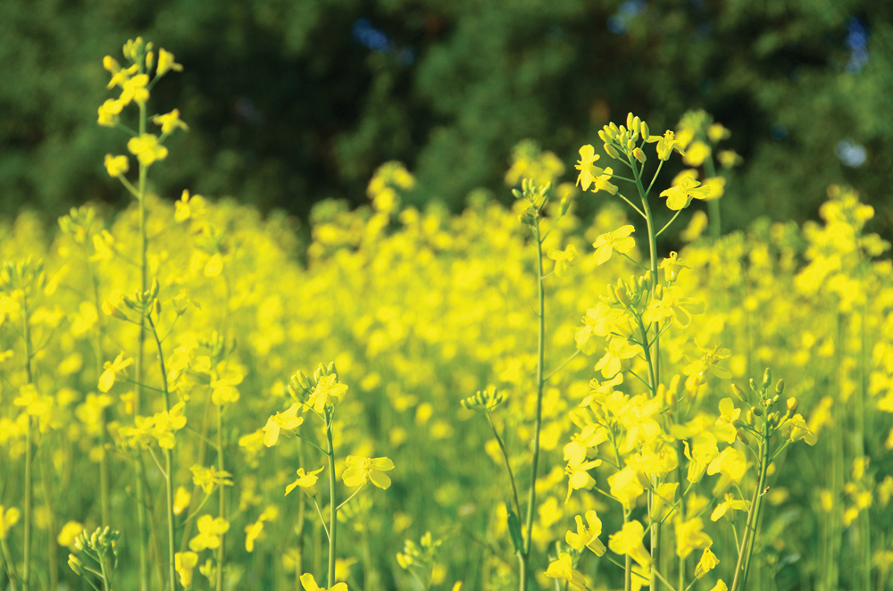 New Canadian and U.S. estimates of canola and soybean acres were generally supportive for canola futures.