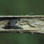 Shift in weather complicates sclerotinia decisions