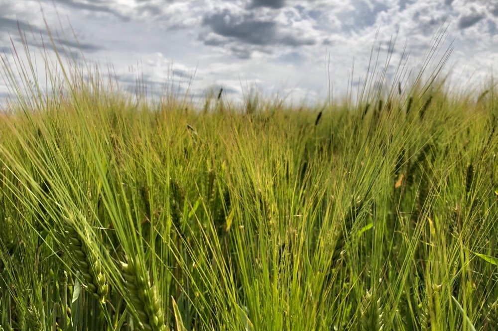 A barley crop south of Ethelton, Sask. on July 30, 2019. (Dave Bedard photo)
