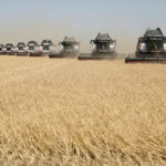 Wheat is harvested outside the settlement of Terskiy in Russia’s Stavropol region on July 7.
