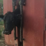 Pregnancy testing cows early provides a number of benefits.