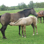 A healthy foal starts with a healthy mare and minerals are an important part of ensuring her health.