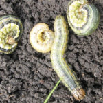 Manitoba fields display the colour spectrum of armyworm larvae colouration.