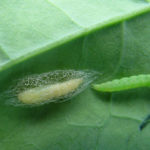 The province has urged canola growers in parts of the province to be on watch for diamondback moth larvae and pupae.