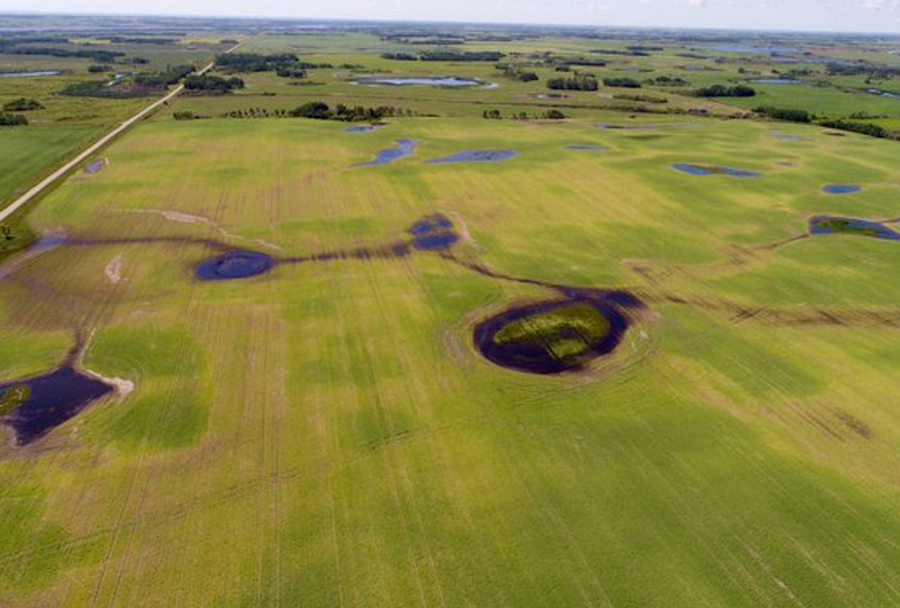 Fields north of Brandon still show significant standing water and the first hints of crop damage a week after rainfalls that locals counted in the inches.