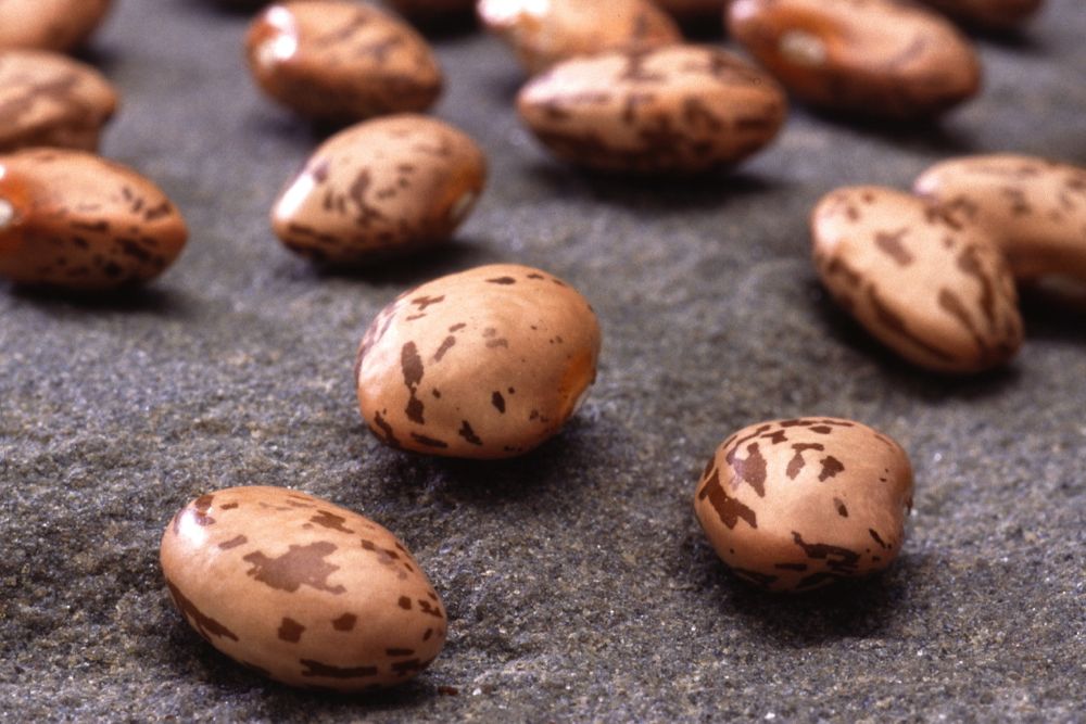 Pinto beans. (Scott Bauer photo courtesy ARS/USDA)

