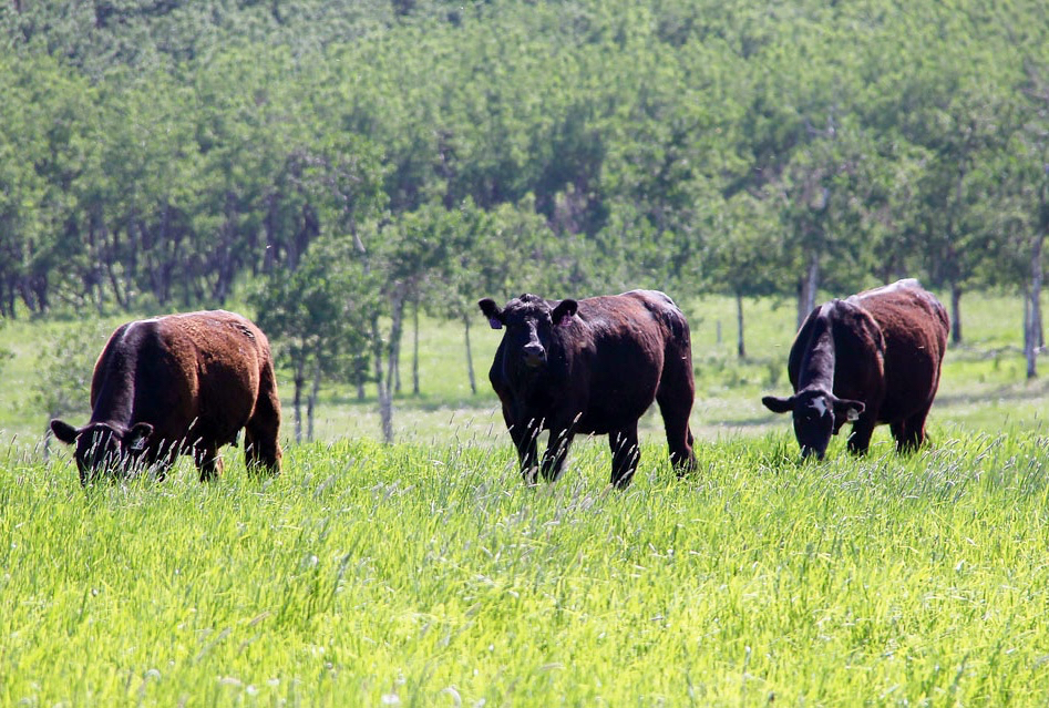 Generics are part of a strong medicine pipeline