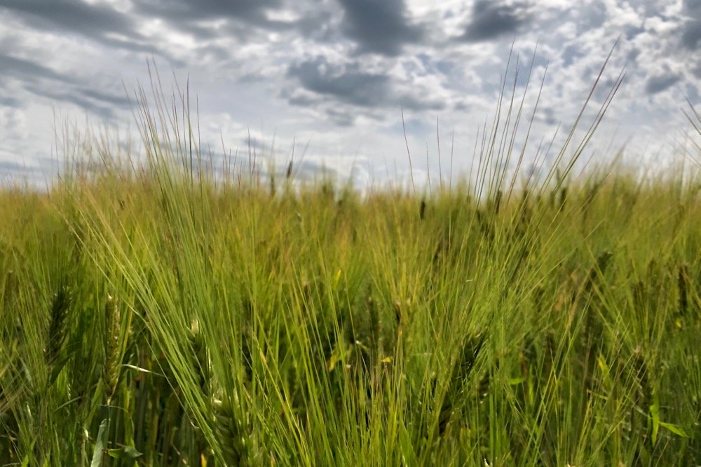 A barley crop south of Ethelton, Sask. on July 30, 2019. (Dave Bedard photo)
